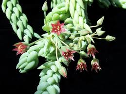 Sedum morganianum